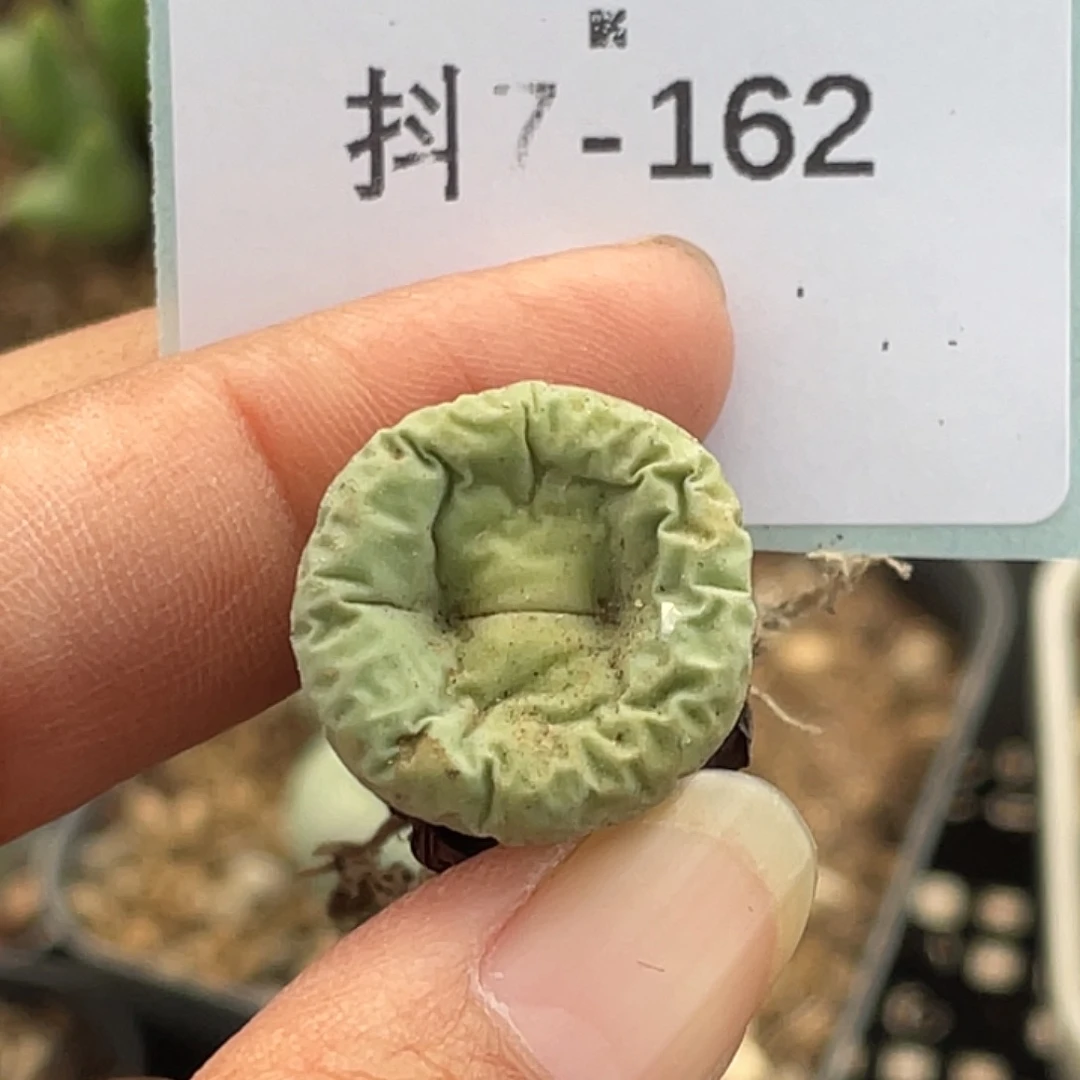 7-162嘴多肉植物肉锥