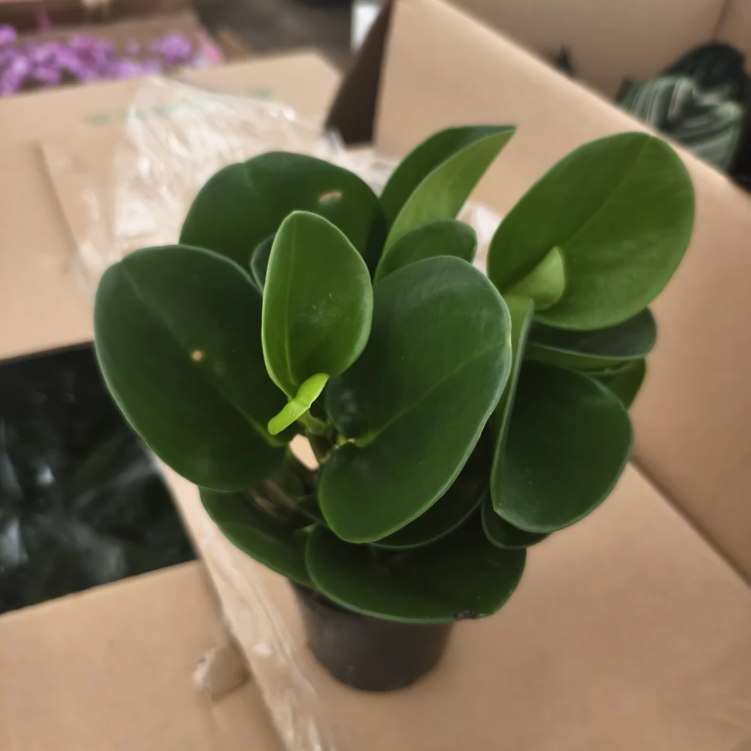 100豆辩碧玉盆栽多肉植物室内绿植   延
