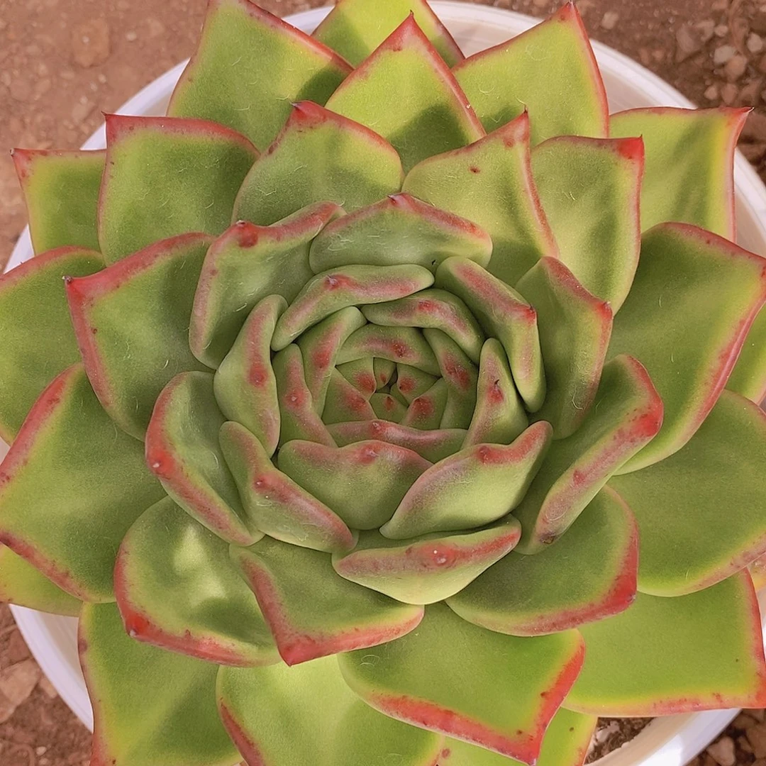 多肉植物原始种红巨王