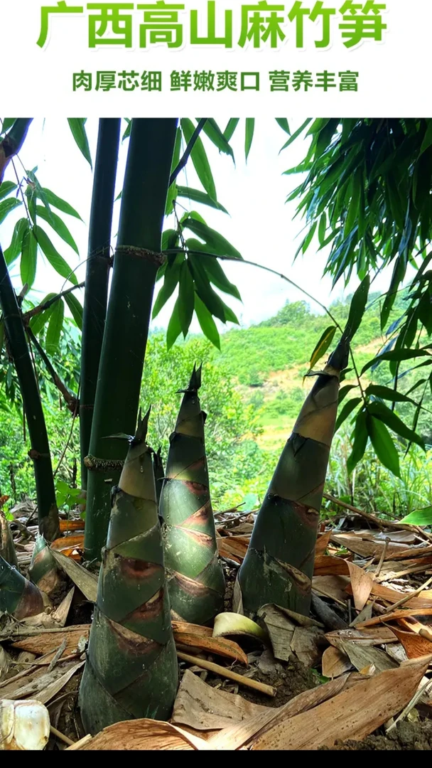 广西新鲜现挖带壳麻竹笋