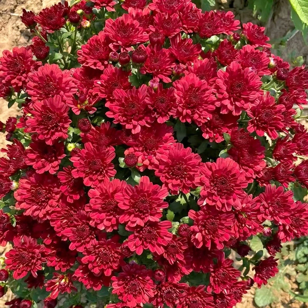 带花苞 千头菊红色 万林花卉