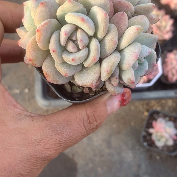 橙子四头。2颗。 包邮。多肉