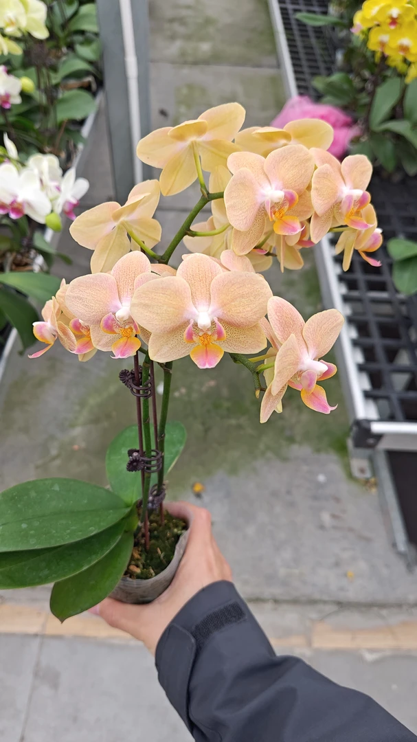 精品蝴蝶兰小花型室内观赏绿植盆栽真花