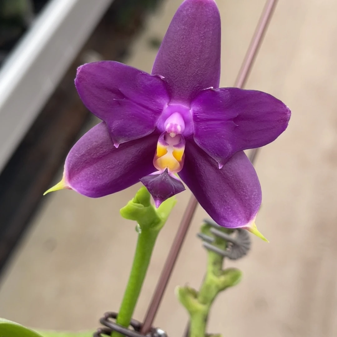 完全开放蓝钻狗-882