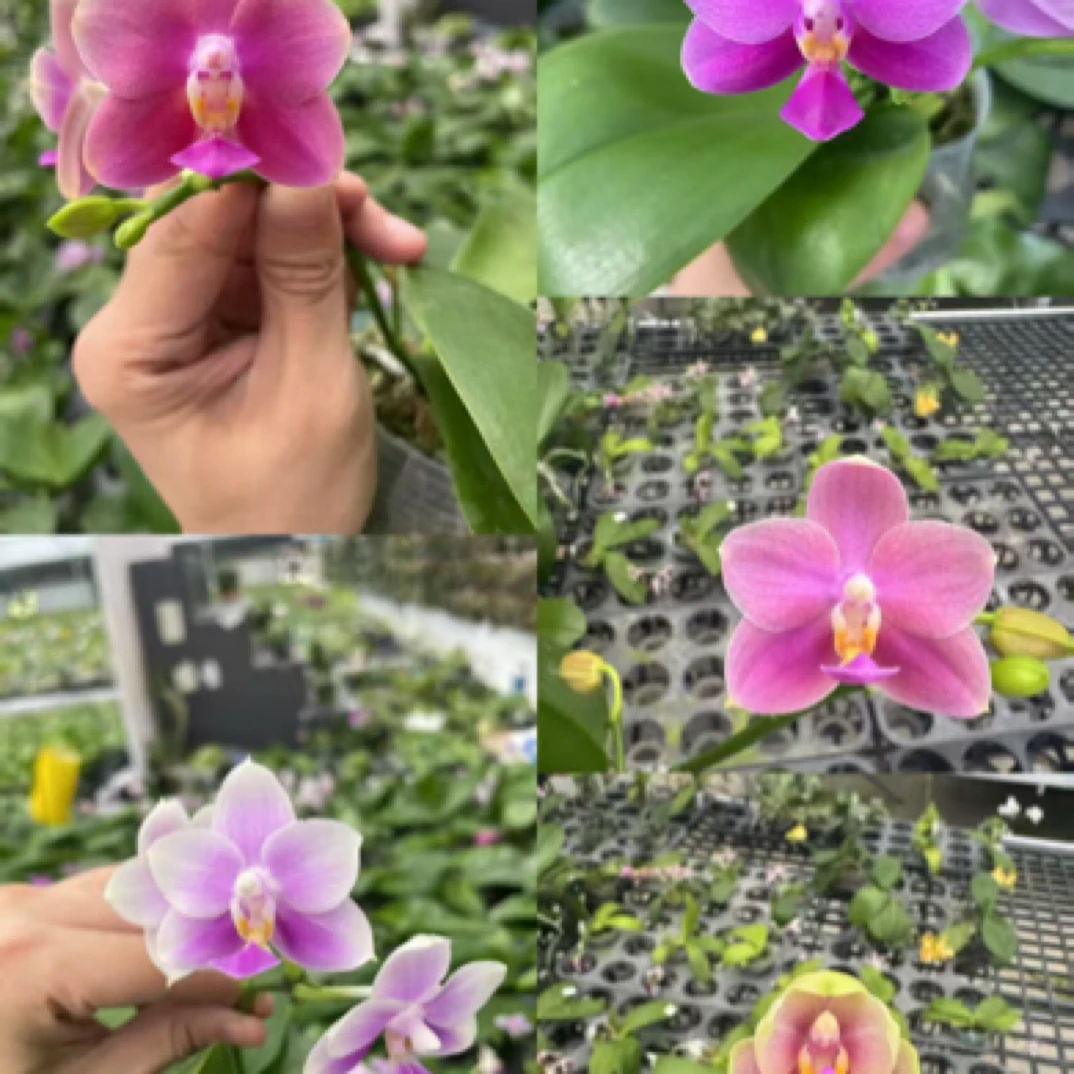 《雪花交白狗》 蝴蝶兰（2.5寸杯）实生