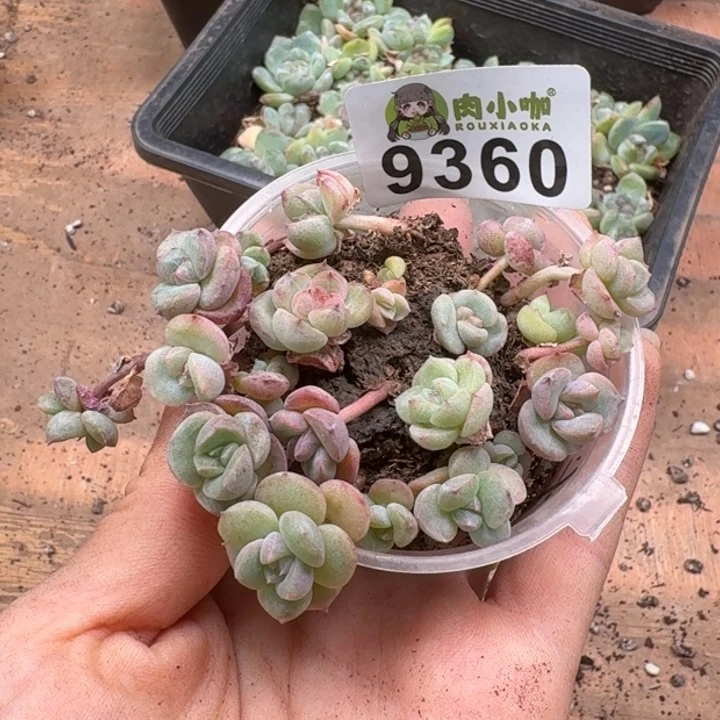 当前无花朵，栽培后可花朵小****ღ多肉植物多肉植物