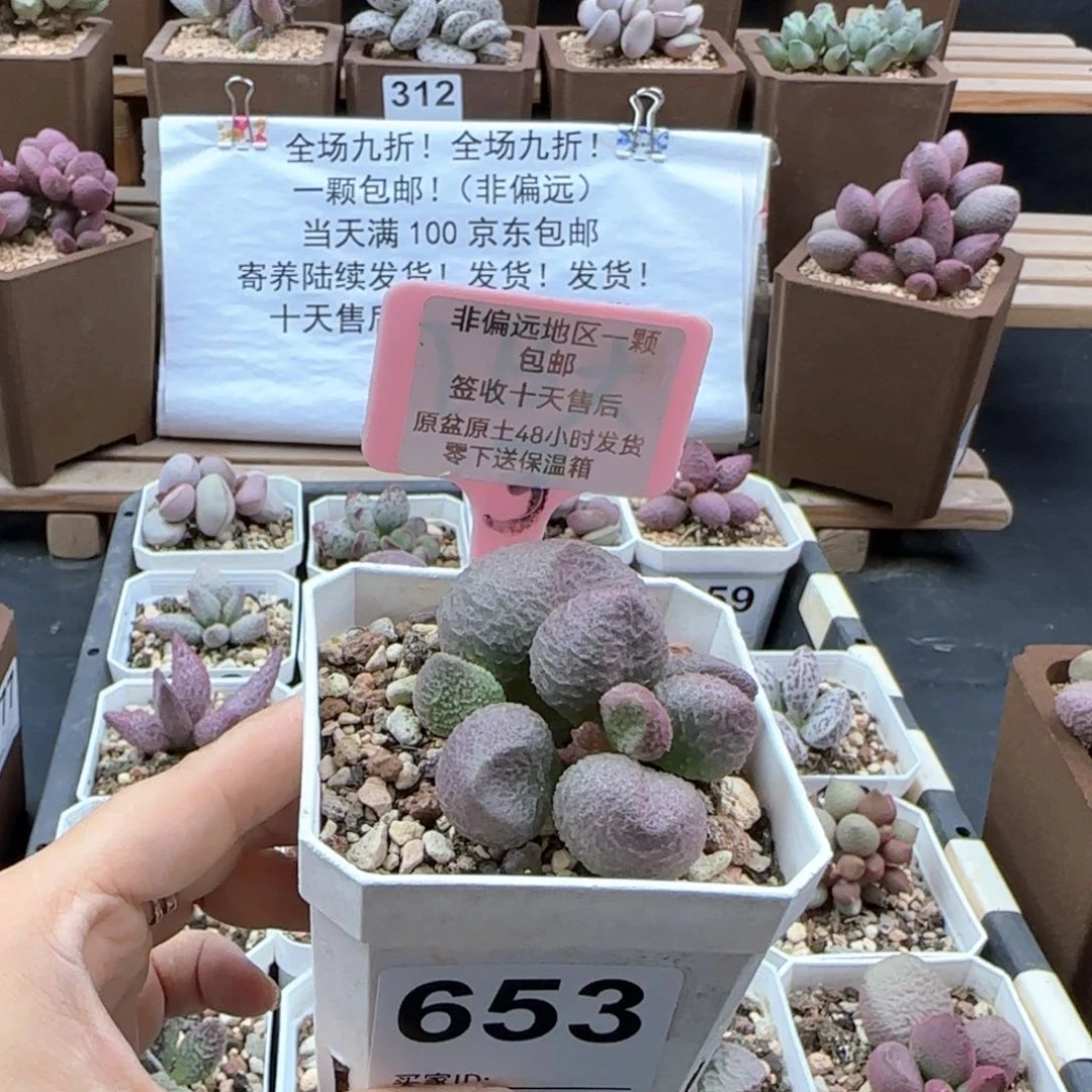 653水蜜桃多肉植物