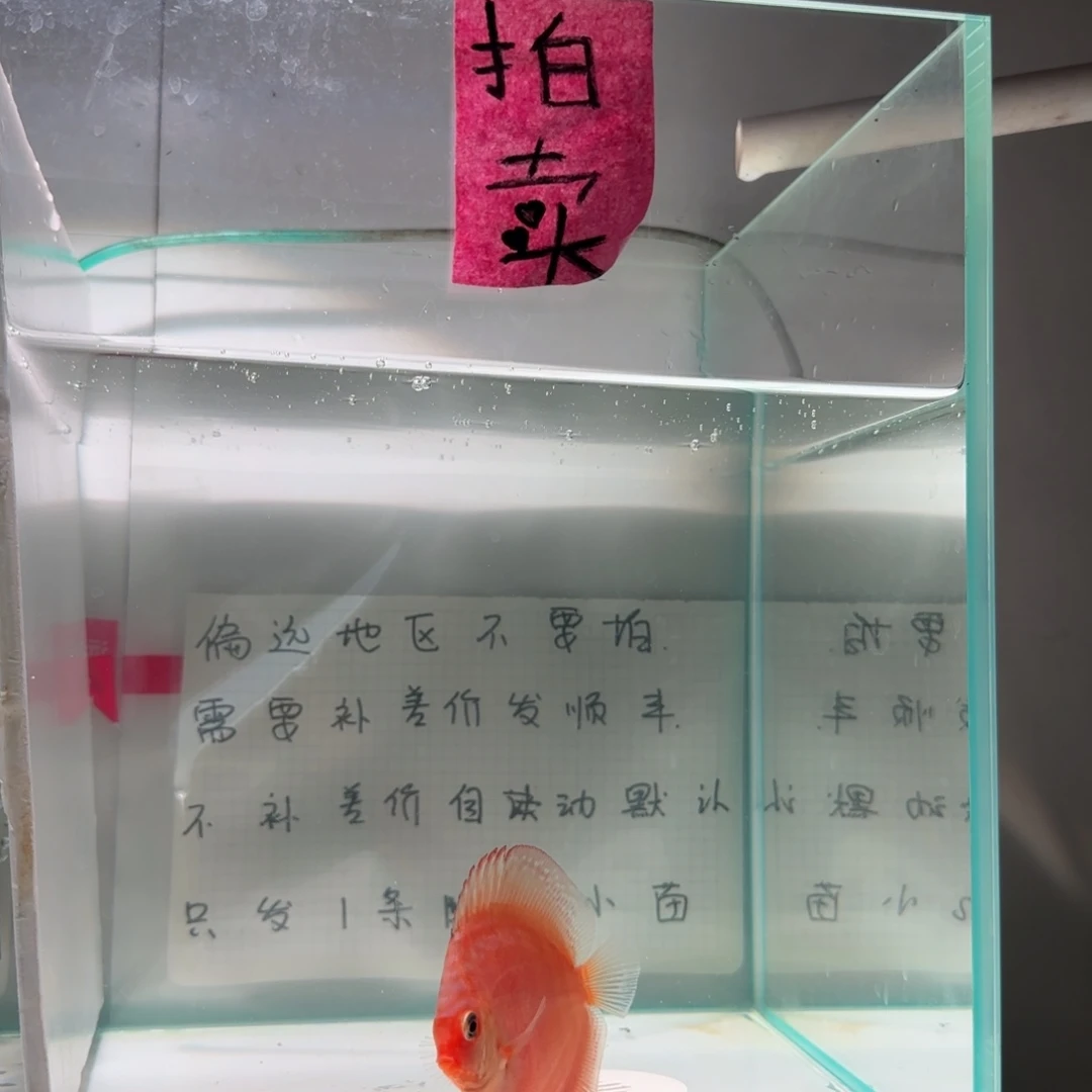 七彩神仙鱼肉身5偏远地区不拍
