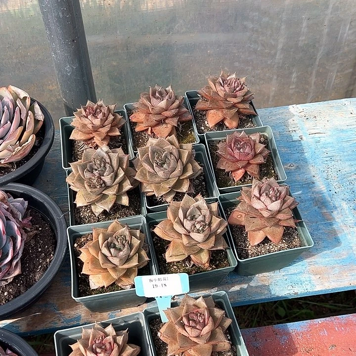 19.18大合锦一个脱土