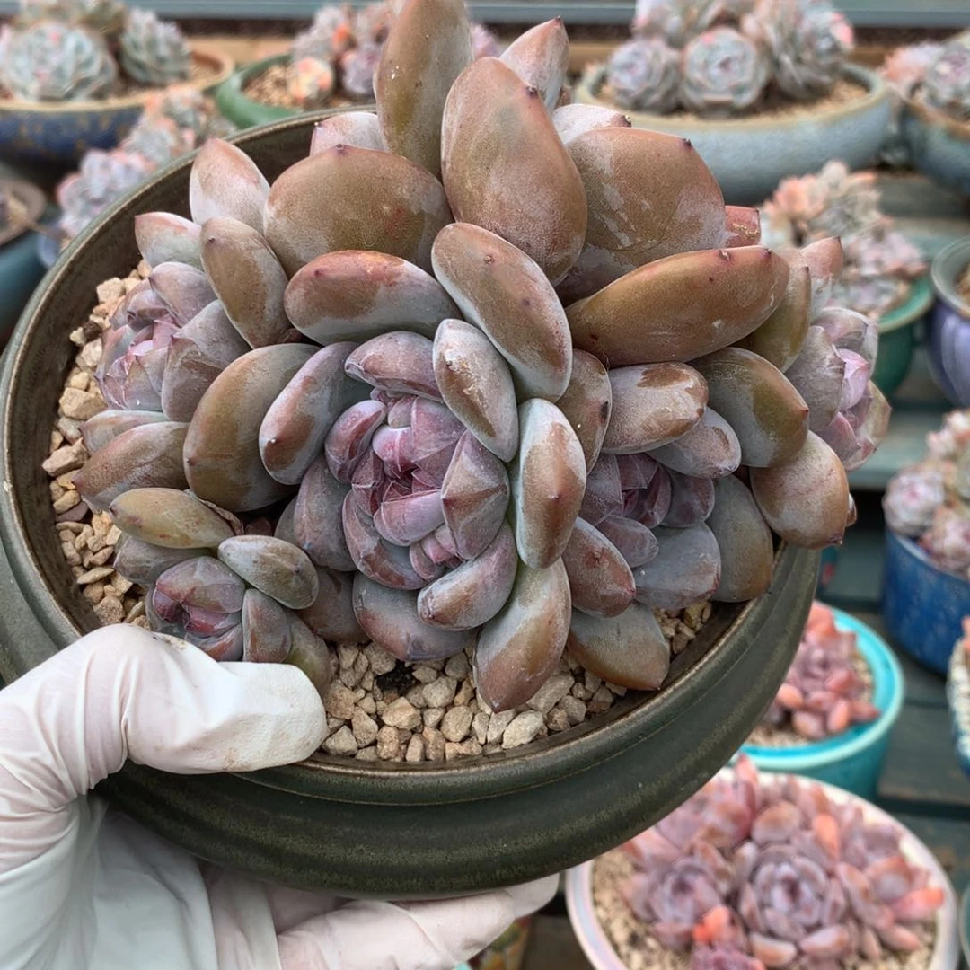 无花朵粒粒哈哈哈哈哈哈哈哈