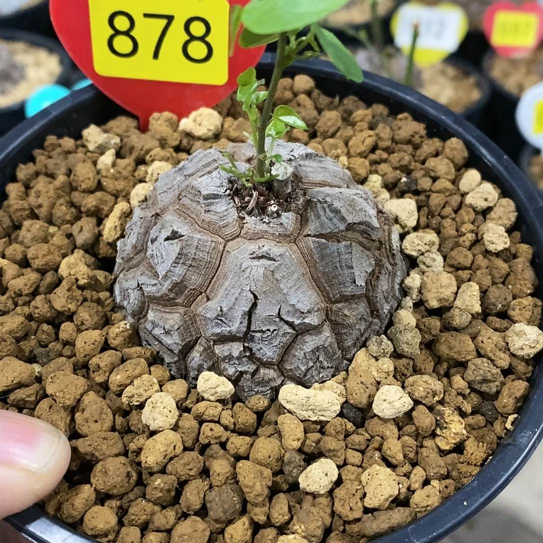 南非龟甲龙龟甲龙