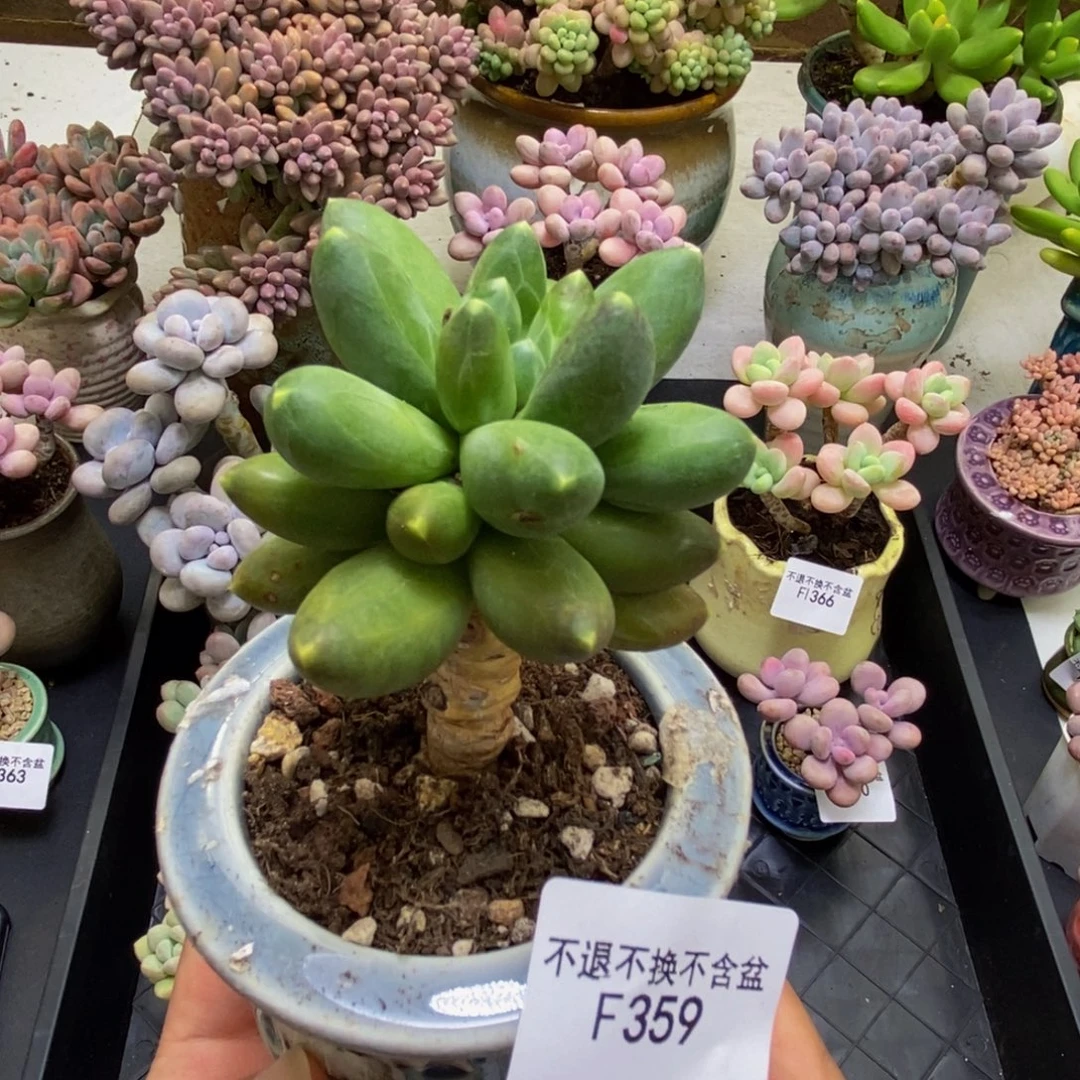 359香蕉树5cm多肉