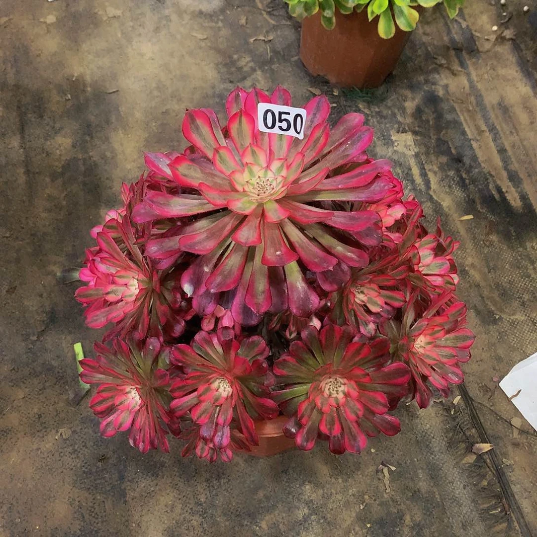 东**珠050红铜白多肉8888888