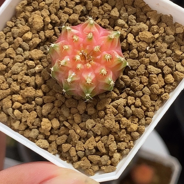 泰系轮回—带盆土发货13