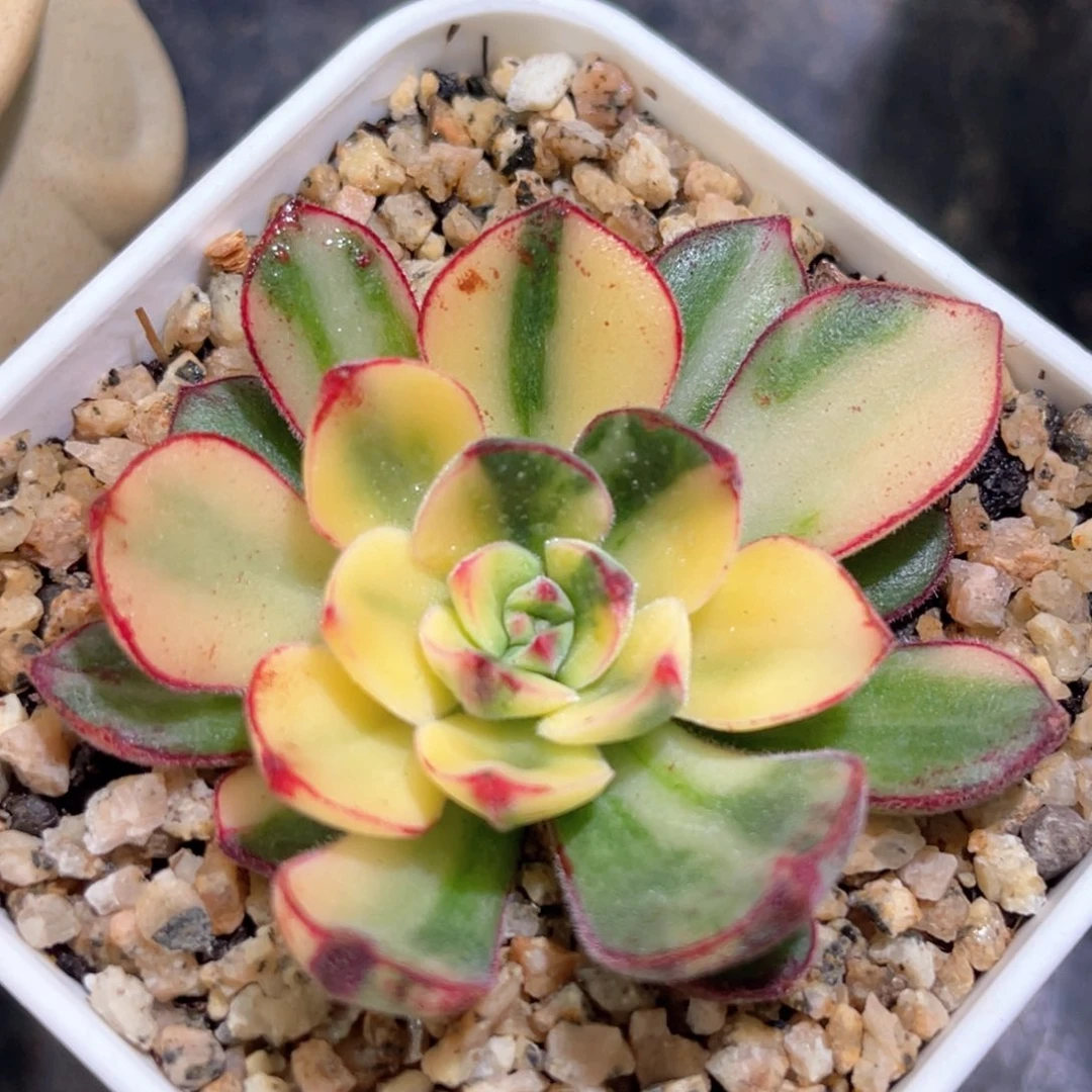 多肉特价丹尼尔锦