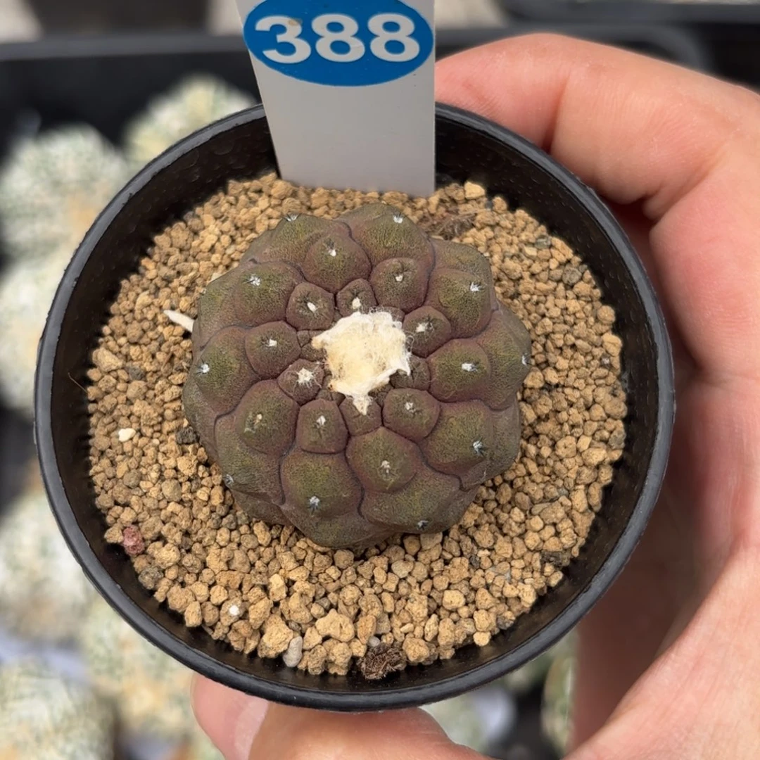 388实生蜥蜴皮带盆带土发货