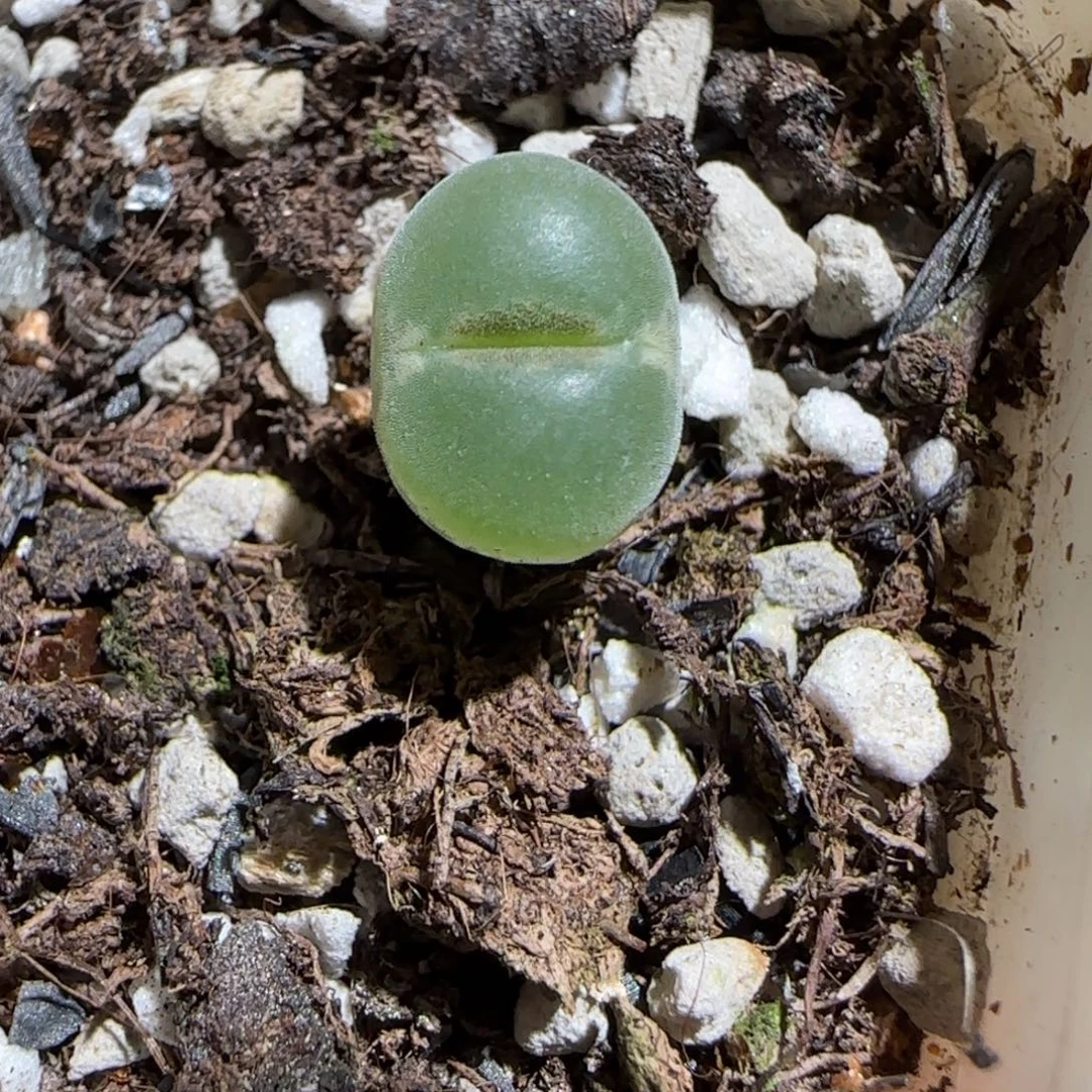 肉锥多肉植物组合-安格1205
