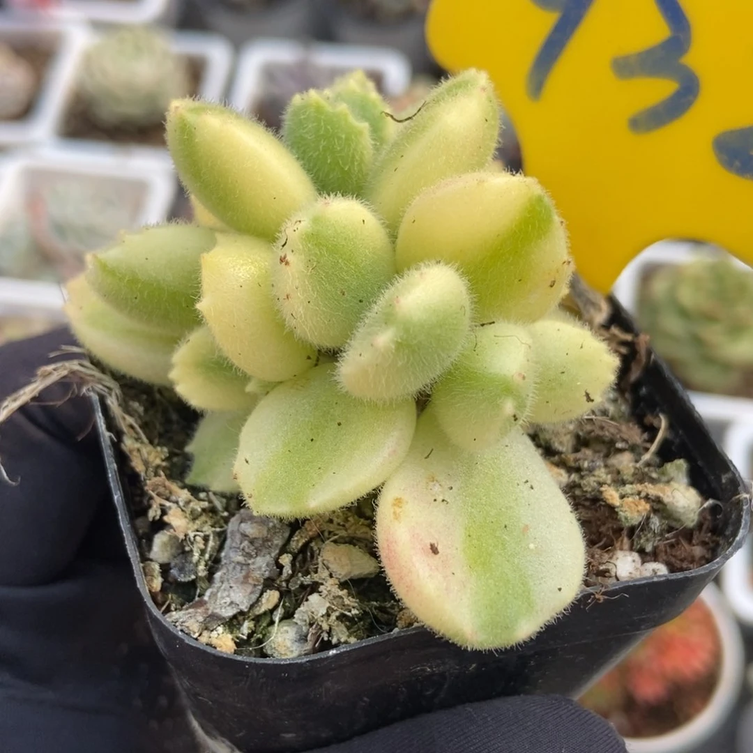 932白熊多肉植物保护研究所