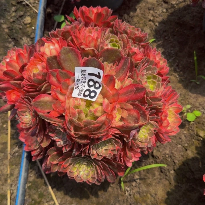 黑魔锦花25-20包邮花花