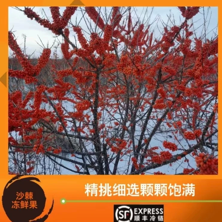 【顺丰空运发货】新疆大果沙棘鲜果冻果（收到货需要了冷冻保存）