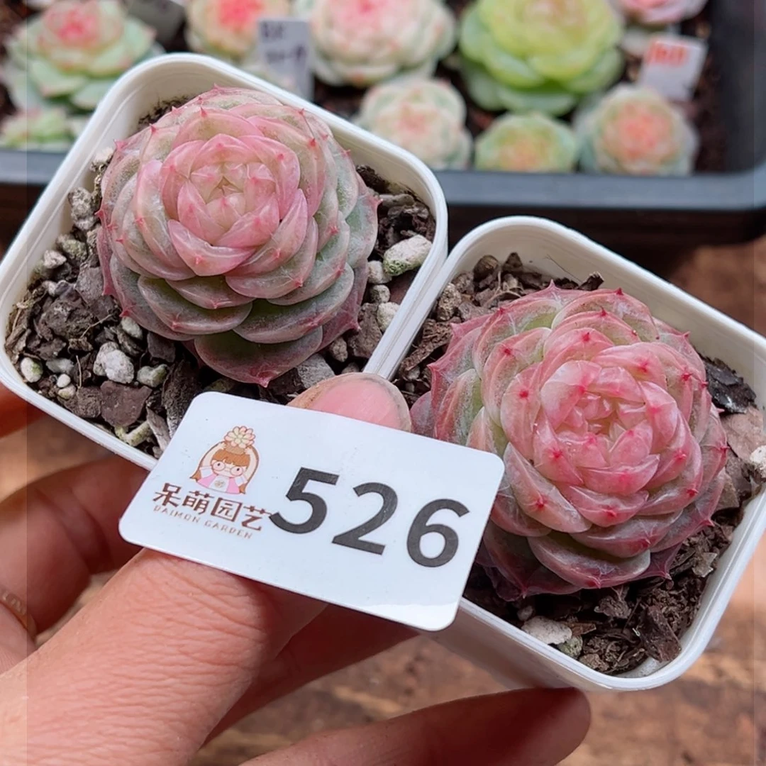 多肉植物多肉植物