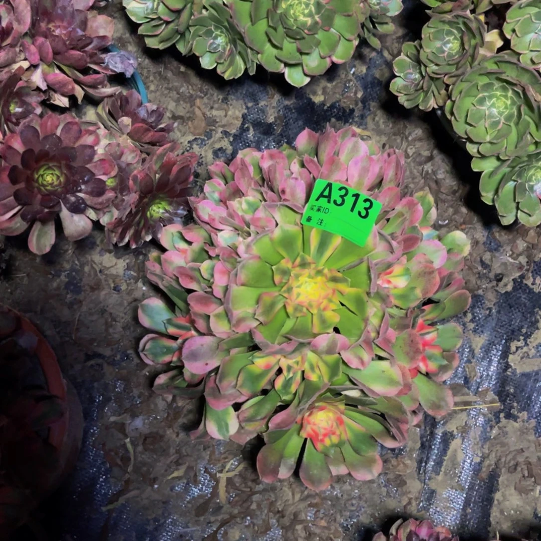 香妃法师朵朵1-23¥