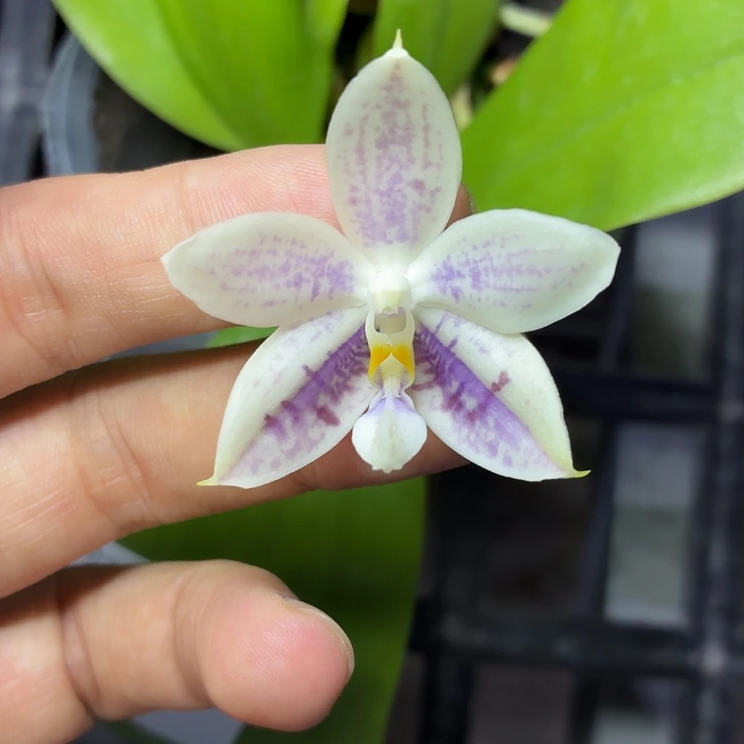 当前无花朵，栽培后可花朵A818蓝孔雀交蓝野鸡