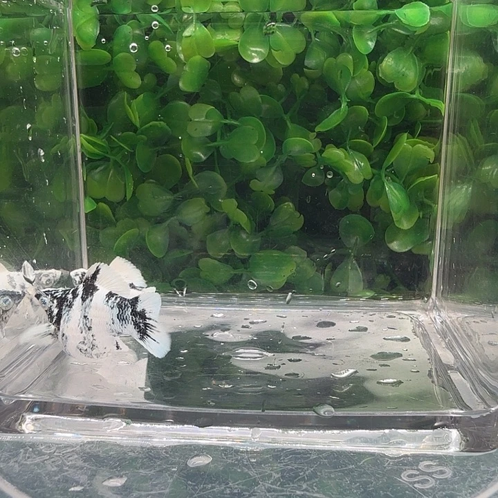 孔雀鱼水墨画玛骊球一对