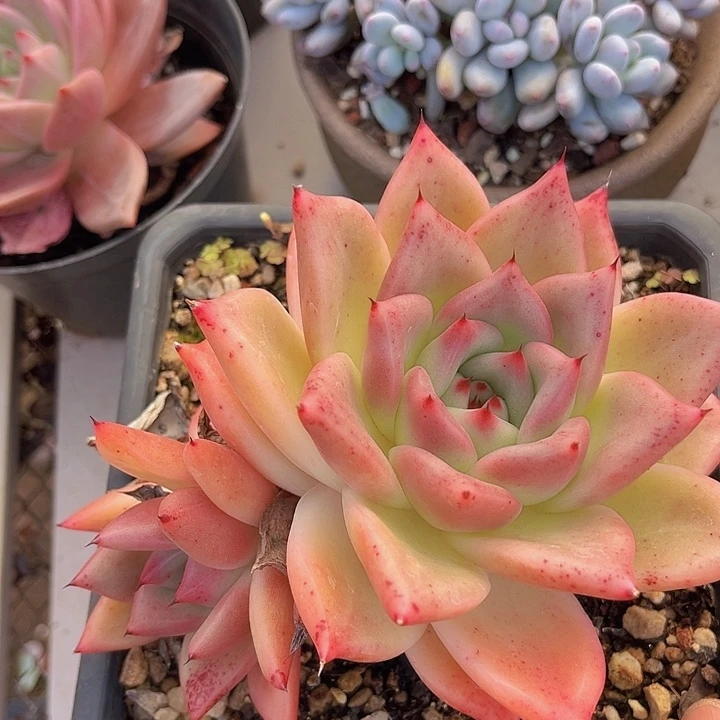 皮蛋14227多肉植物