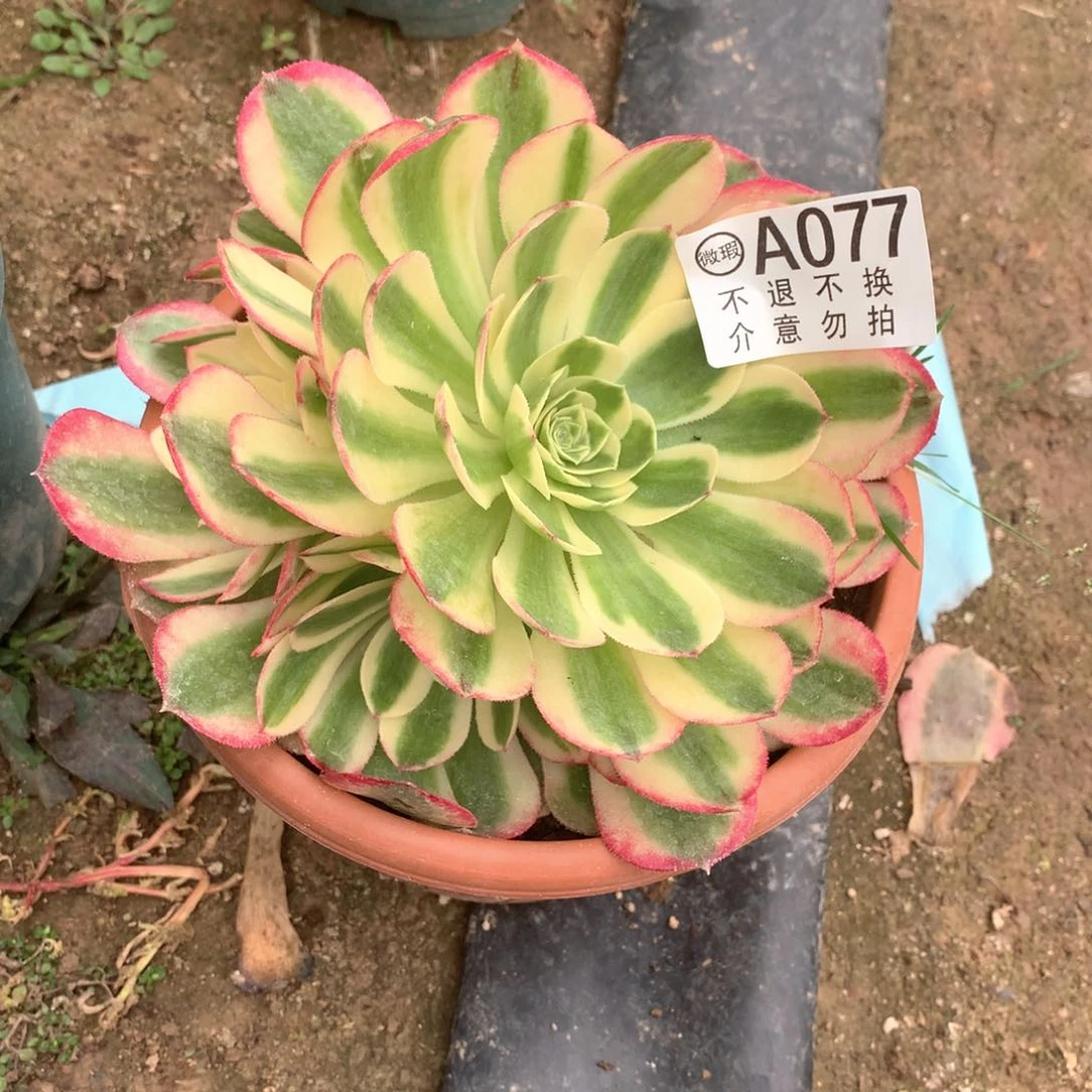 多肉植物倾城077