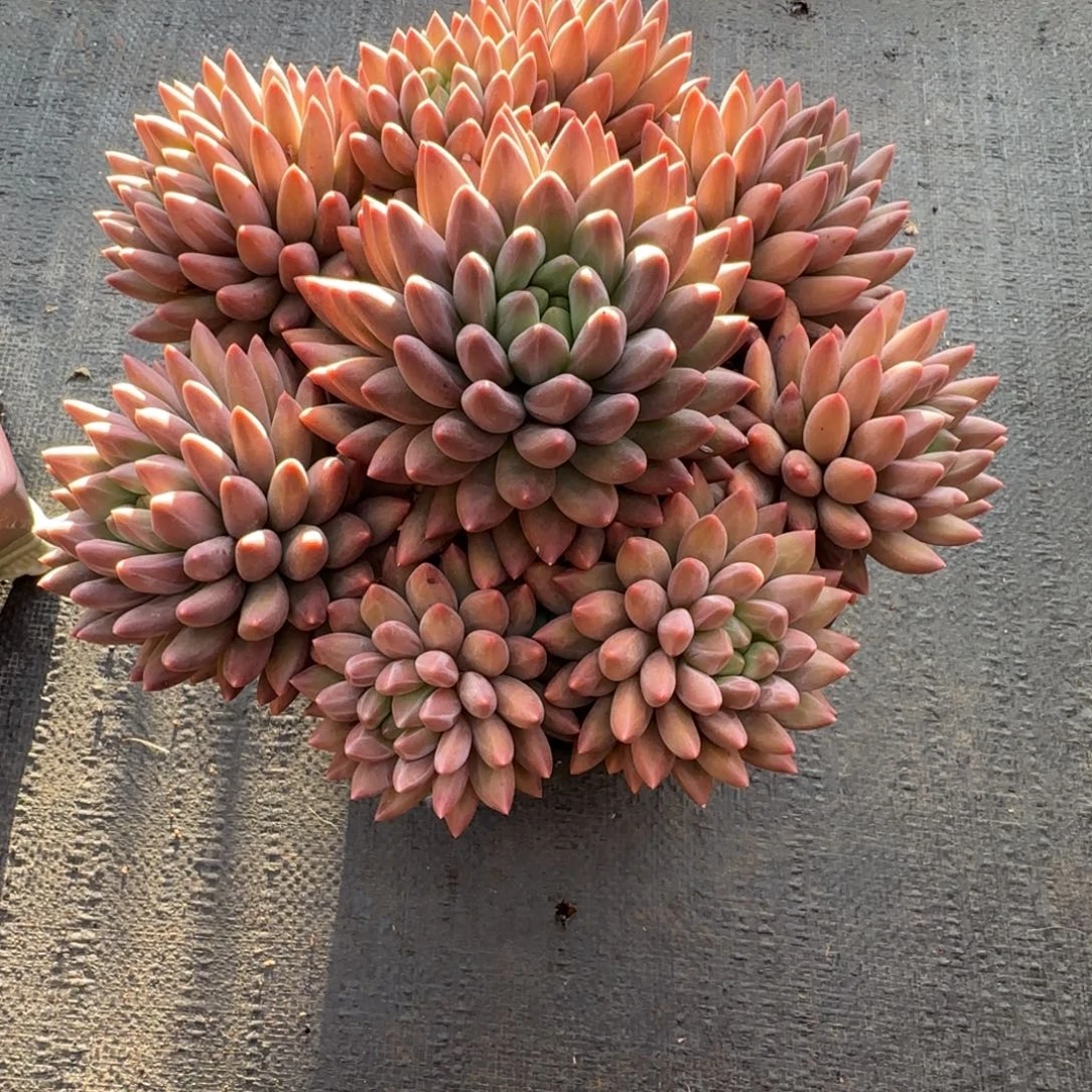 玉****红蜻蜓多肉植物多肉