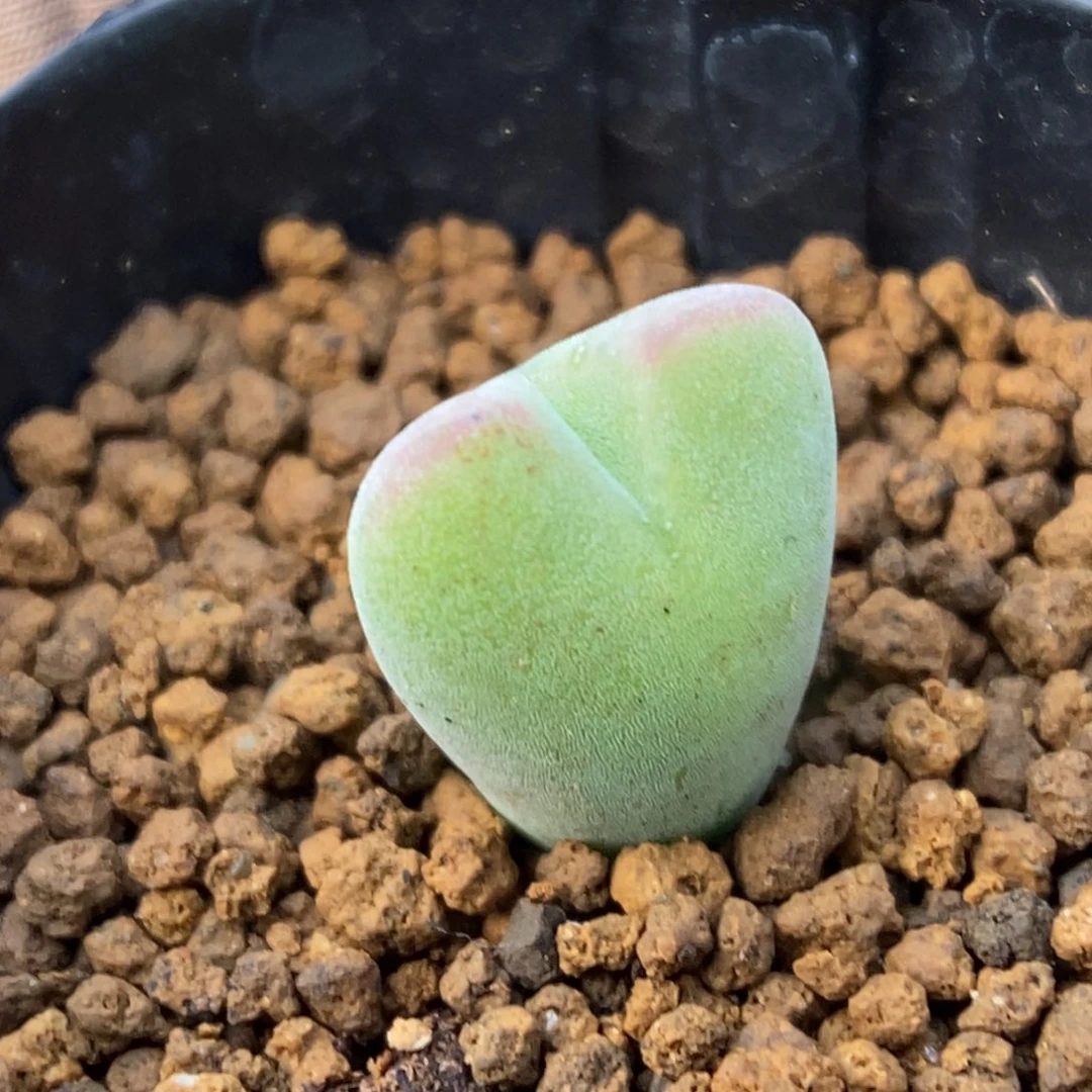 多肉植物肉锥杂交K-618 厚绒