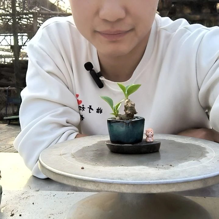 用****4小盆景小植物一物一拍70