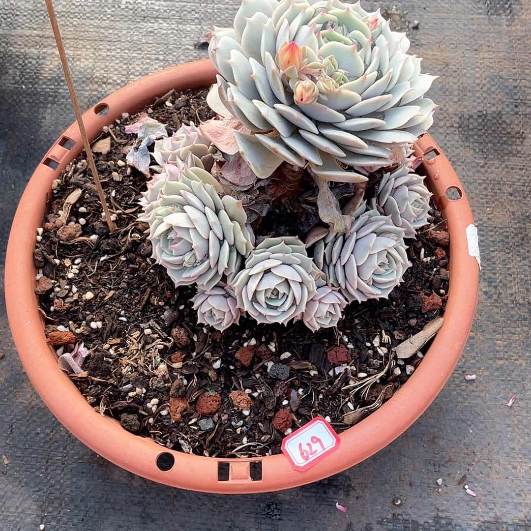 629露娜莲一物一拍多肉