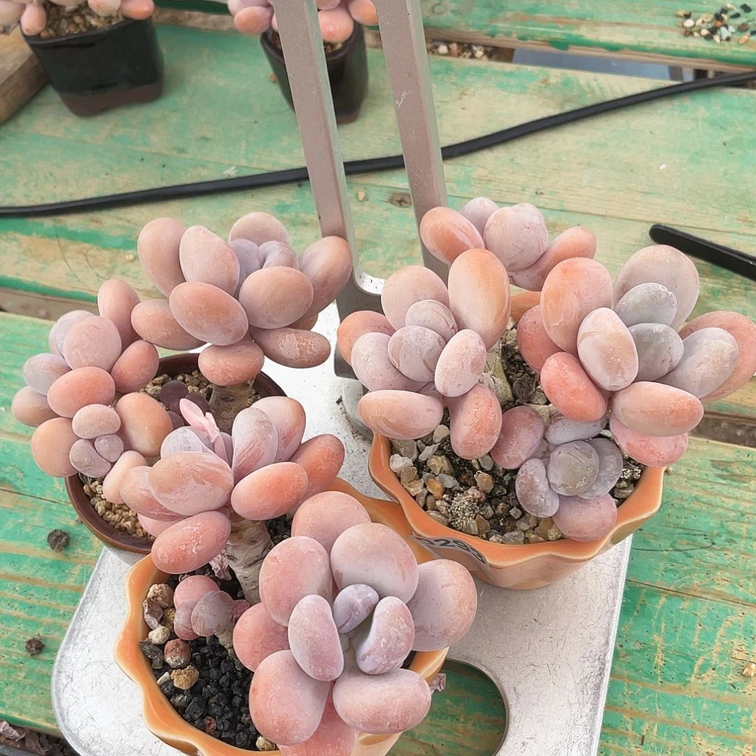 D****t多肉植物的生长发育