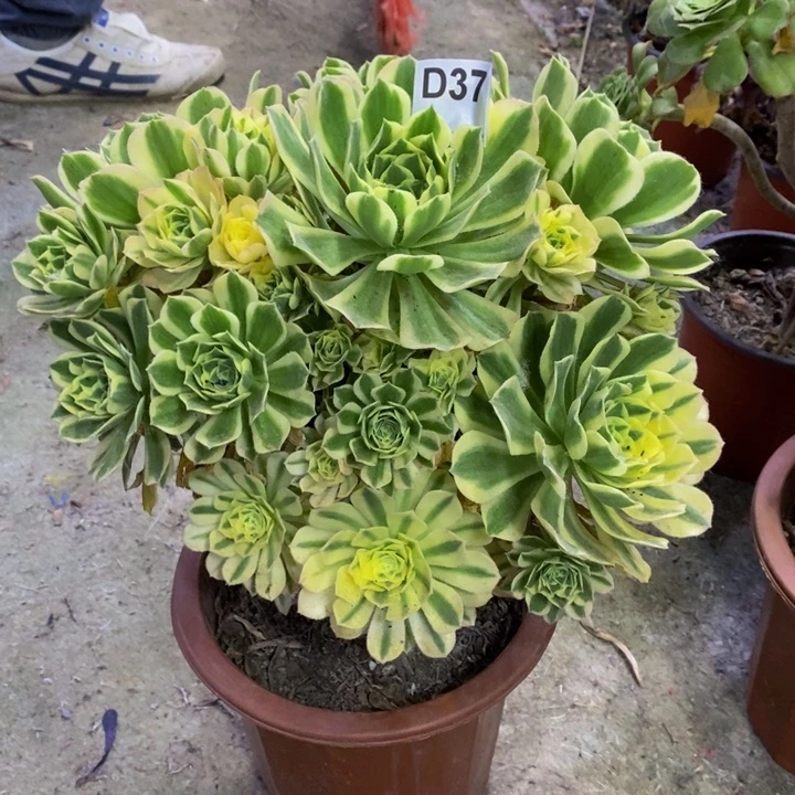 碧玉多肉植物376