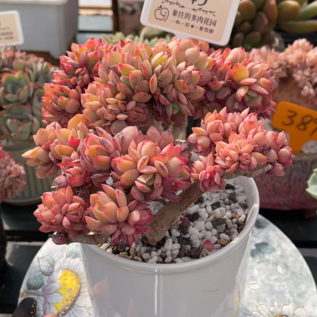 【闪购商品】小树杂缀化945