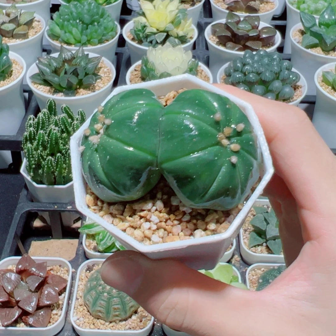 双头小西瓜，8.8，666