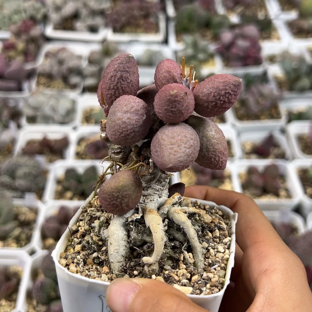 纯木质老桩服部多肉植物水泡