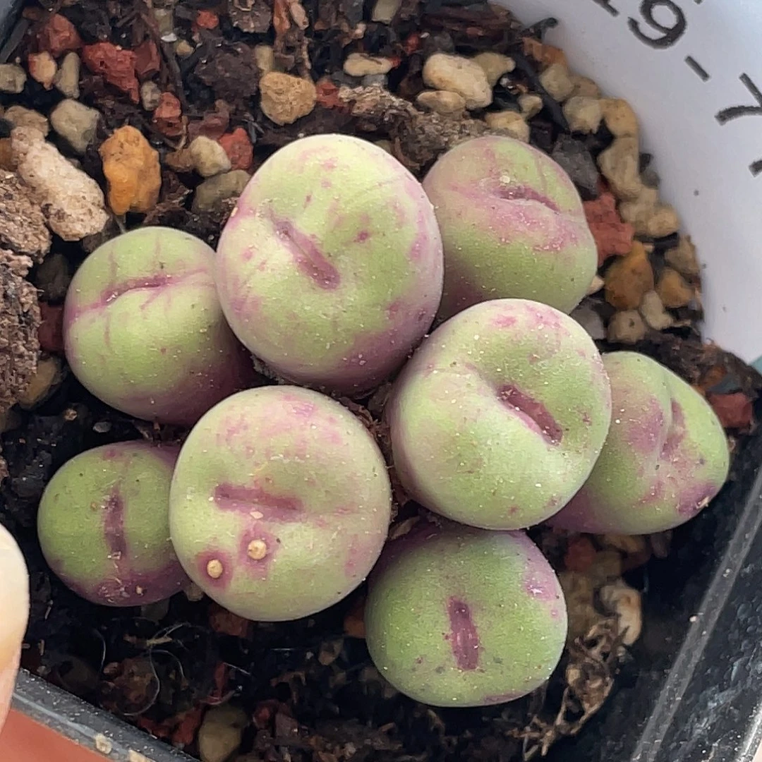 19-77嘴多肉植物肉锥