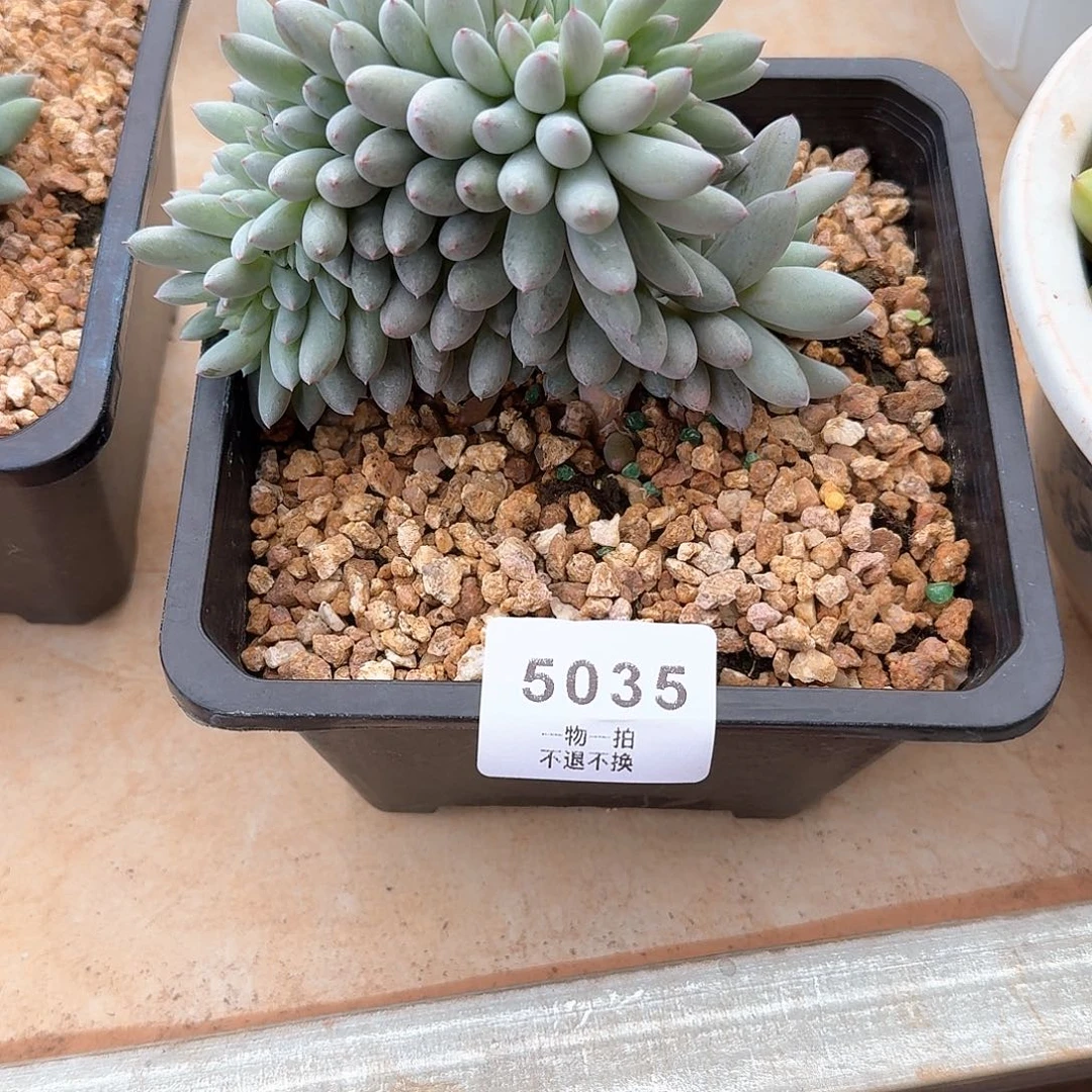 L***y5035所罗门缀化