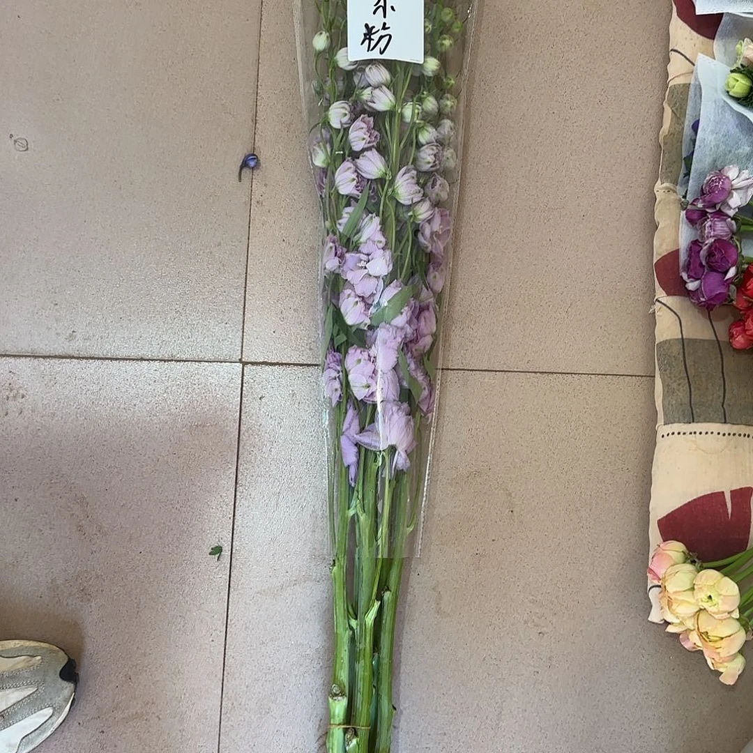 丁达尔粉色大飞燕1米（1冷2空）