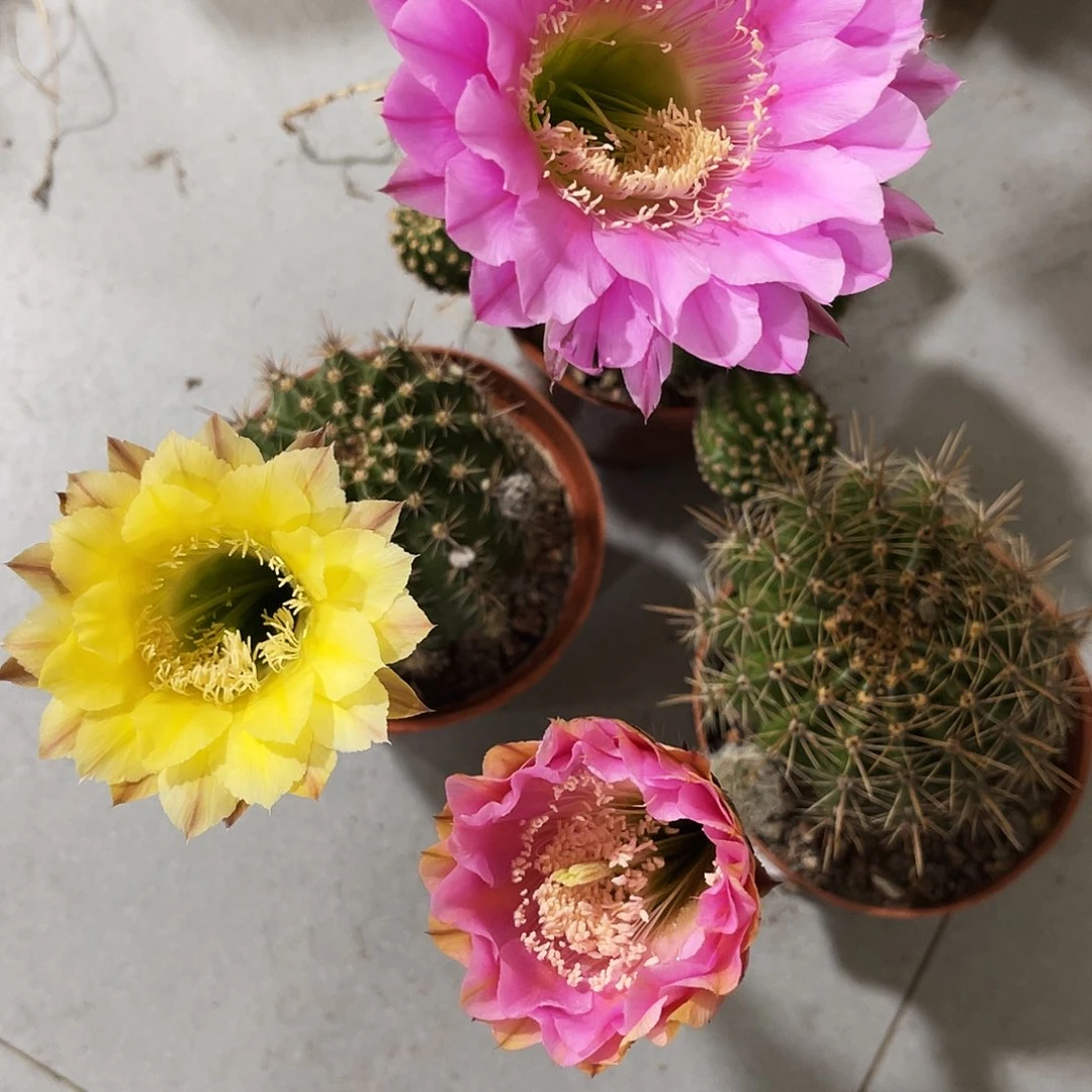 彩草3棵实生仙人球一组