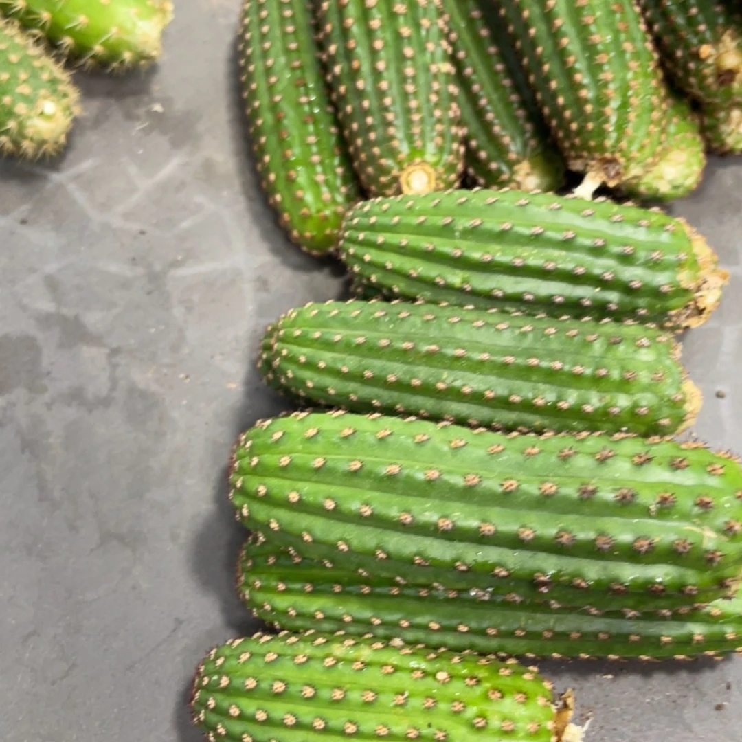 进口金妞金4侧芽一个