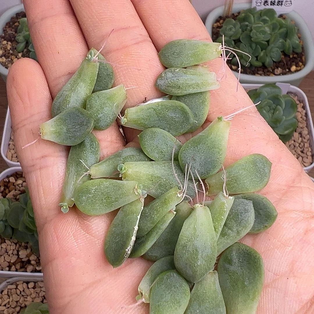 25个左右P100甜心叶片