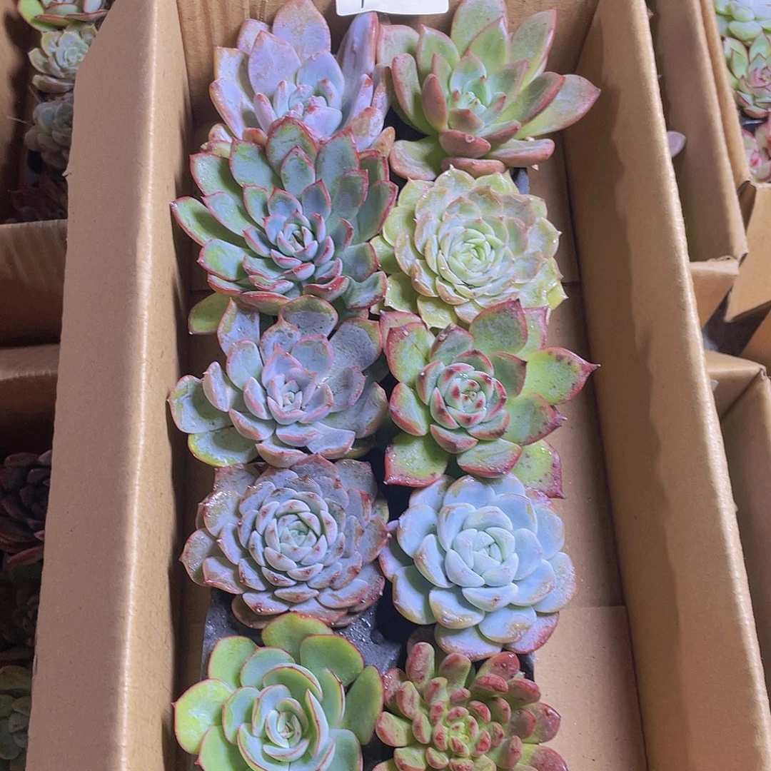 10颗-2号约4-5厘米