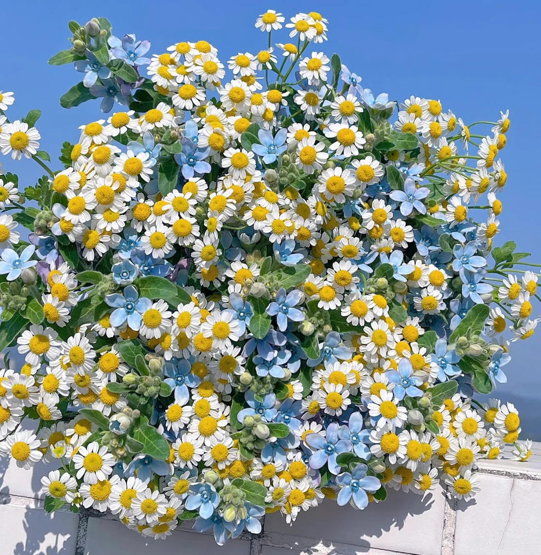 【蓝星花+洋甘菊AK】 双拼各1把  | 全场任意满两单包邮