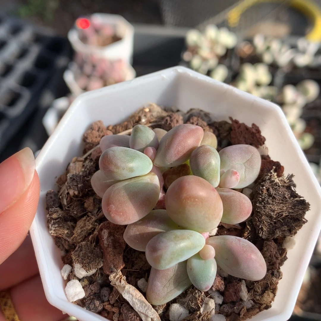 三头彩虹拉丝锦多肉