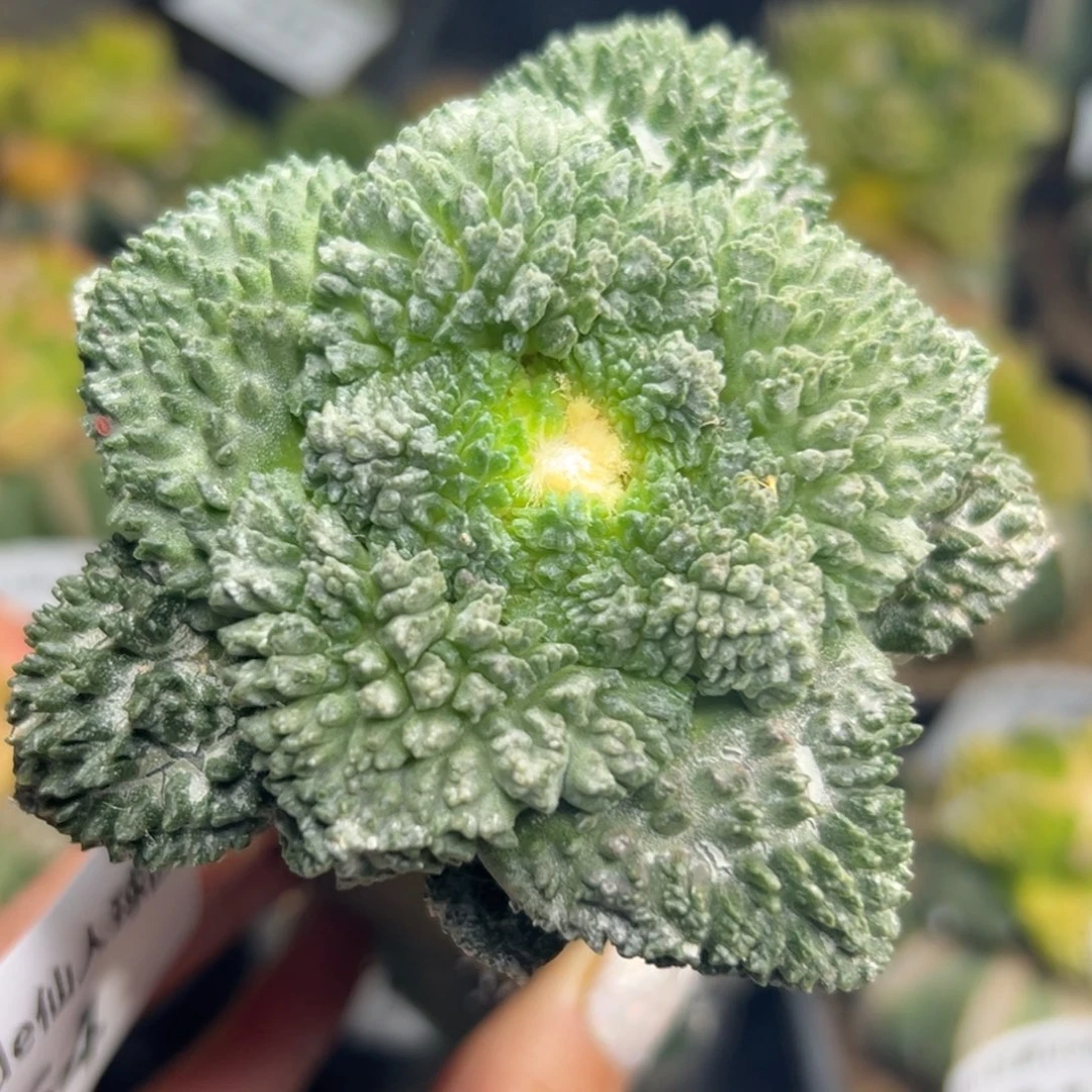 764 仙人球的比赛将