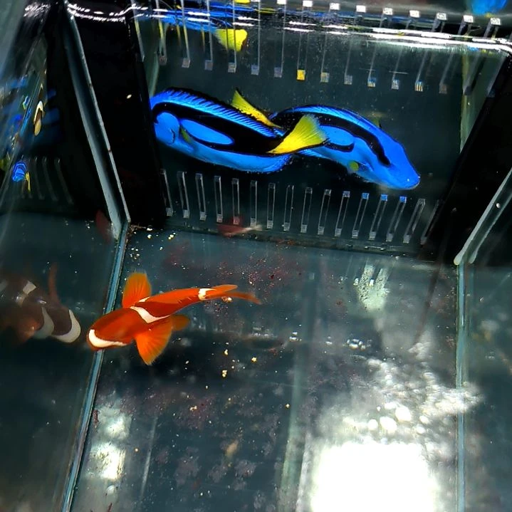 透红6+/5-42-47海水
